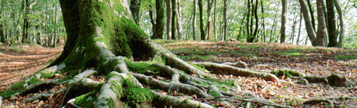 Macro shot of tree root