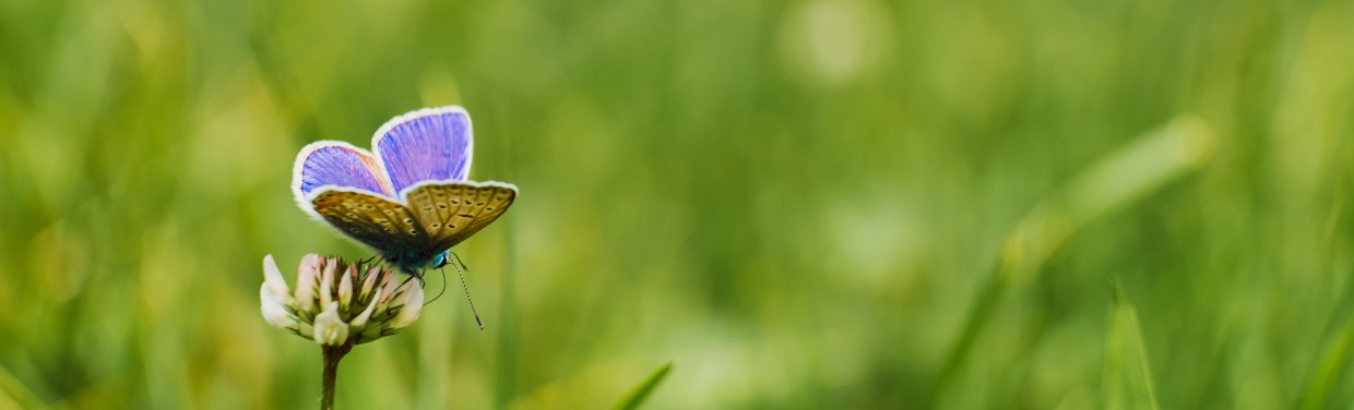 vlinder