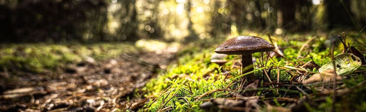 herfst