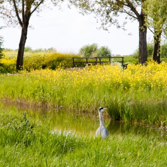 Foto Alblasserdam reiger Adrie Lagendijk