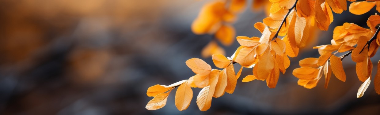 Autumn background with orange leaves