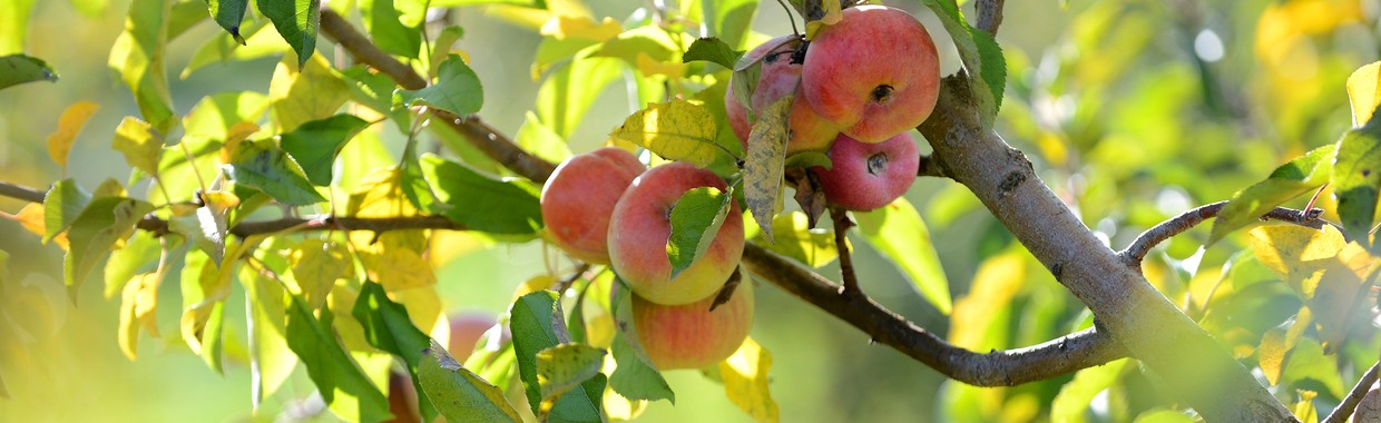 Red apples ready for harvest during early fall